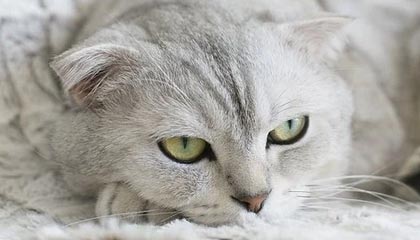 2025乐鱼体育网址AC米兰球员集体训练备战下赛季，全力冲击意甲亚军